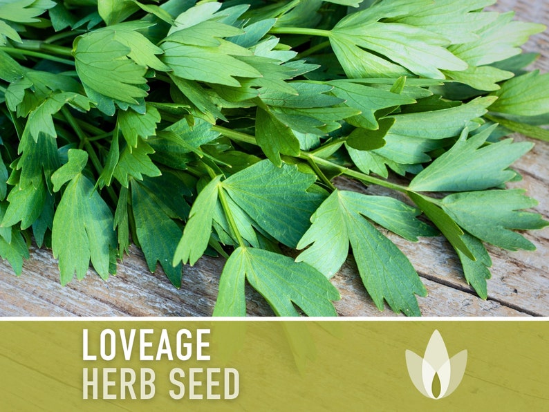 Lovage Herb Heirloom Seeds, Medicinal Herb, Herb Garden