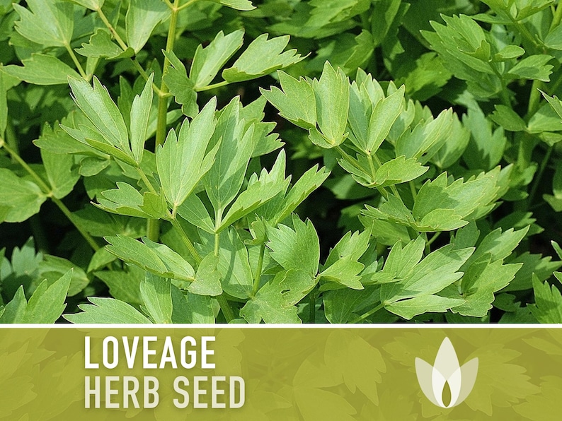 Lovage Herb Heirloom Seeds - Medicinal Herb, Herb Garden, Non-GMO, Open Pollinated