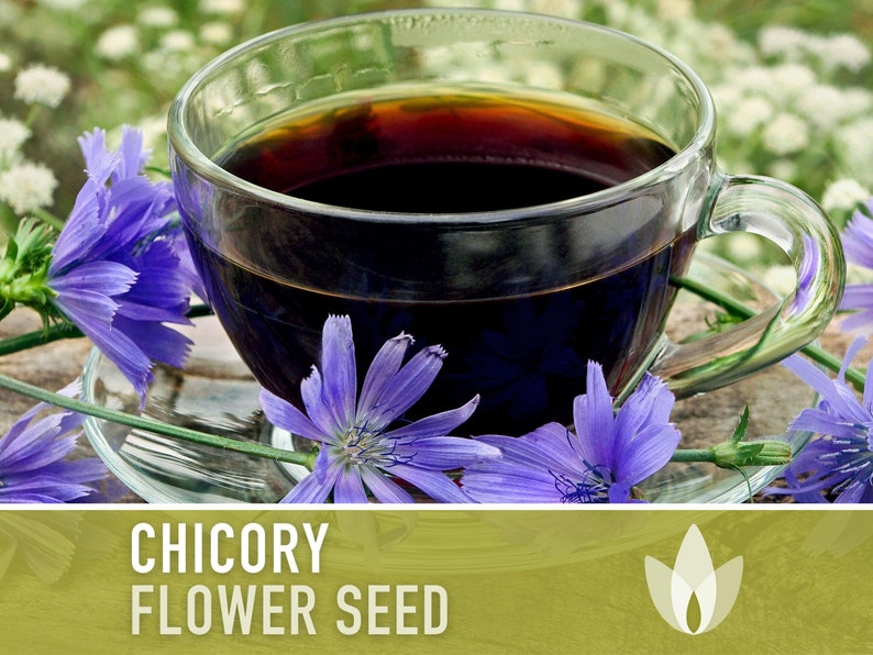 Chicory Wildflower Herb Heirloom Seeds, Flower Seeds, Wildflower, Medicinal Herb, Coffee Substitute