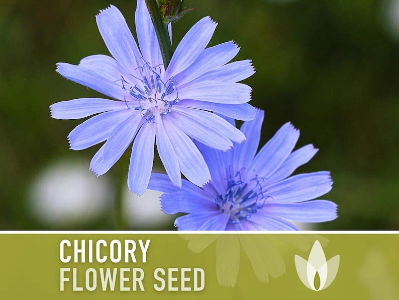 Chicory Wildflower Herb Heirloom Seeds, Flower Seeds, Wildflower, Medicinal Herb, Coffee Substitute