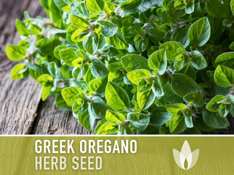 Greek Oregano Herb Heirloom Seeds - Open Pollinated, Non-GMO