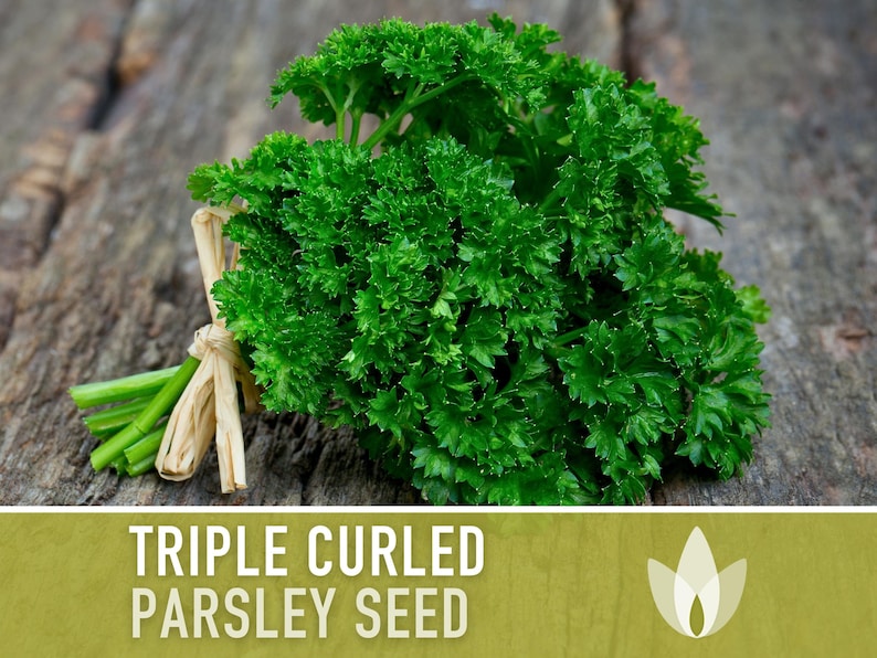 Triple Curled Parsley Herb Heirloom Seeds - Moss Curled Parsley, Microgreens, Seed Packets, Non-GMO, Open Pollinated