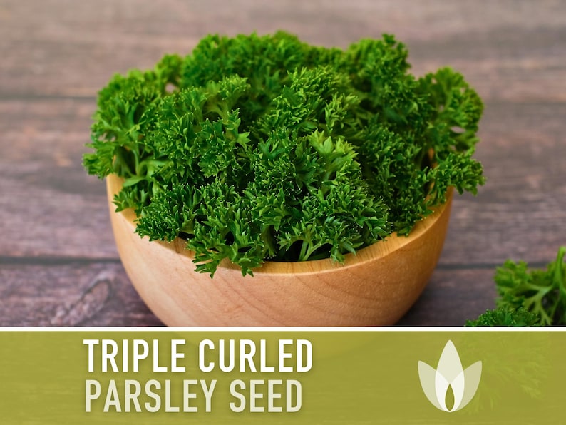 Triple Curled Parsley Seeds - Herb Seeds, Heirloom Seeds, Medicinal Herb, Culinary Herb, Moss Curled Parsley, Microgreens, Non-GMO