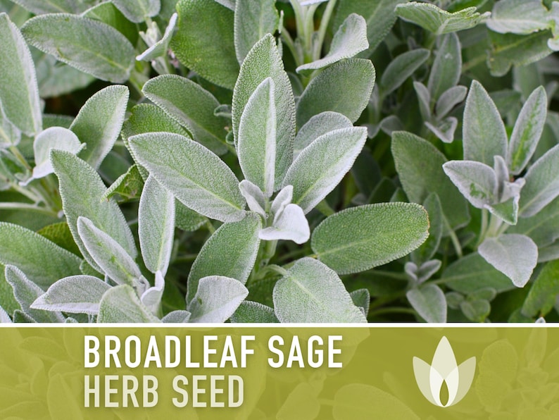 Sage, Broadleaf Heirloom Herb Seeds - Non-GMO, Open Pollinated, Culinary Medicial Herb