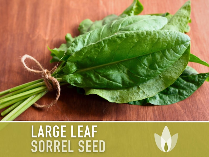 Sorrel, Large Leaf Herb Heirloom Seeds