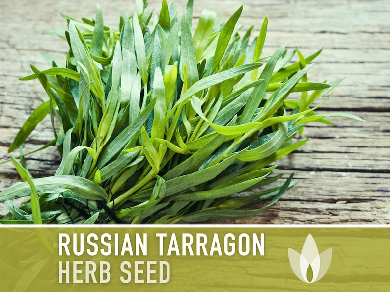 Tarragon, Russian Heirloom Seeds - Culinary Herb, Open Pollinated, Non-GMO
