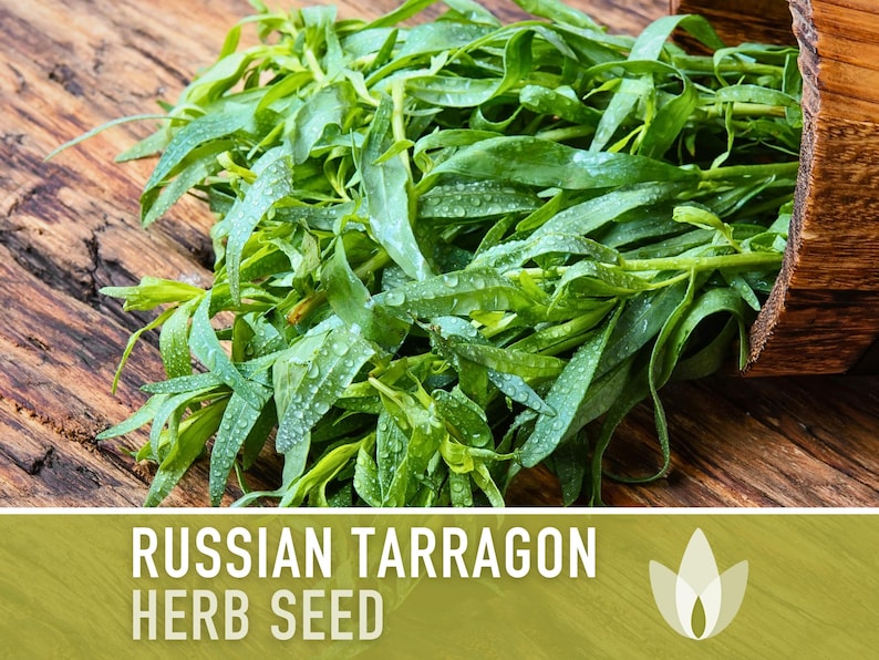 Tarragon, Russian Herb Heirloom Seeds