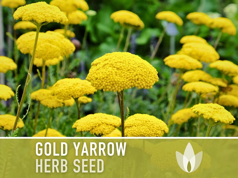 Gold Yarrow Herb Seeds - Heirloom Seeds, Medicinal Herb Seeds, Pollinator Garden, Beneficial Bug, Open Pollinated, Non-GMO