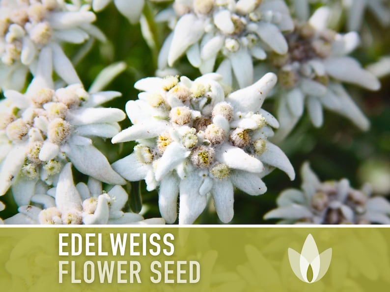 Edelweiss Flower Seeds - Heirloom Seeds, Medicinal Plant, Alpine Wildflower, Snowy White Star Flowers, Leontopodium Alpinum, Non-GMO