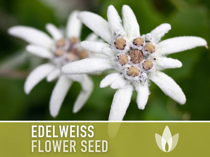 Edelweiss Flower Seeds Heirloom Seeds, Alpine Wildflower, Snowy Whit