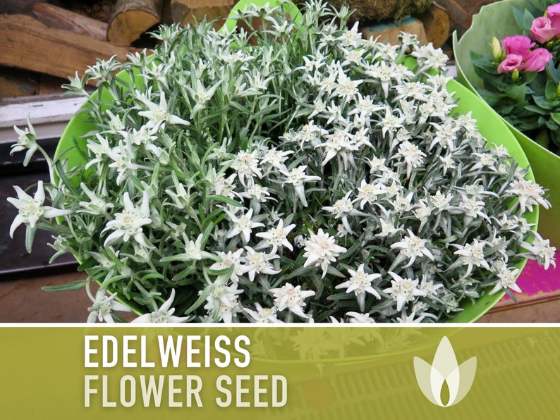 Edelweiss Flower Seeds Heirloom Seeds, Alpine Wildflower, Snowy Whit