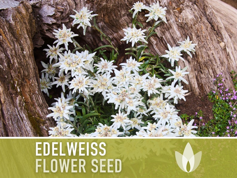 Edelweiss Flower Seeds - Heirloom Seeds, Alpine Wildflower, Snowy White Star Flowers, Medicinal Plant, Leontopodium Alpinum, Non-GMO