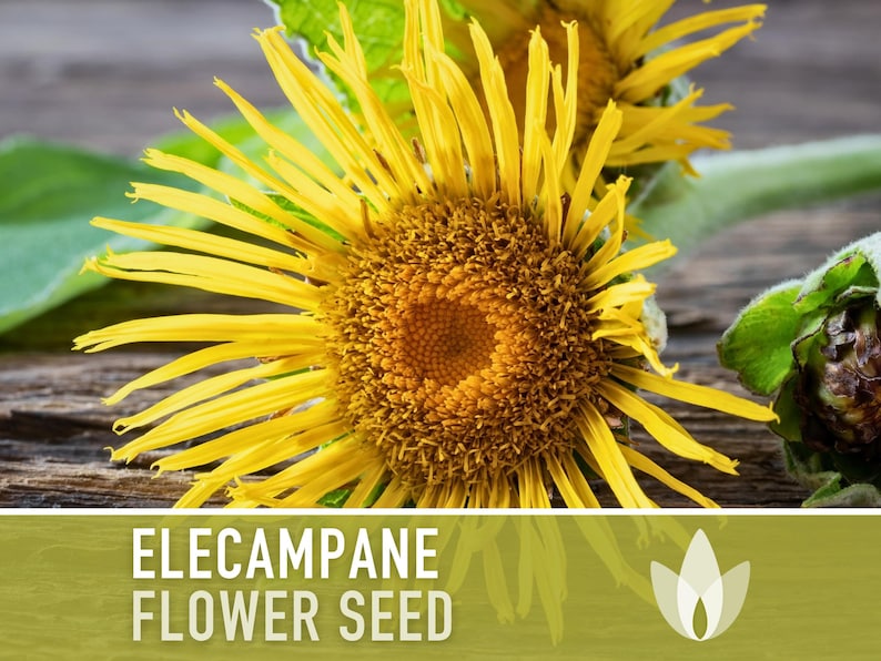 Elecampane Seeds - Heirloom Seeds, Ancient Medicinal Herb, Daisy-like Petals, Horseheal, Elfdock, Herbal Remedy, Inula Helenium, OP, Non-GMO