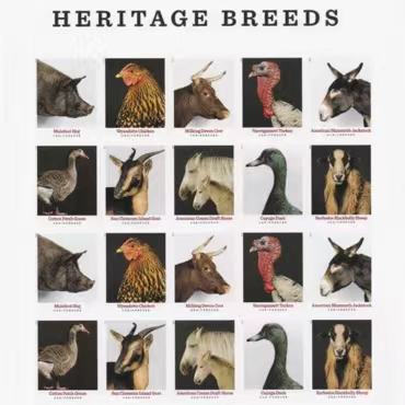 2021 Heritage Breeds Forever First Class Postage Stamps