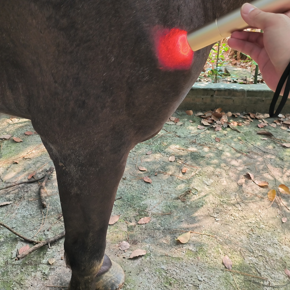 HORSE DOG CAT HANDHELD RED LIGHT THERAPY TORCH (TYPE C CHARGING)
