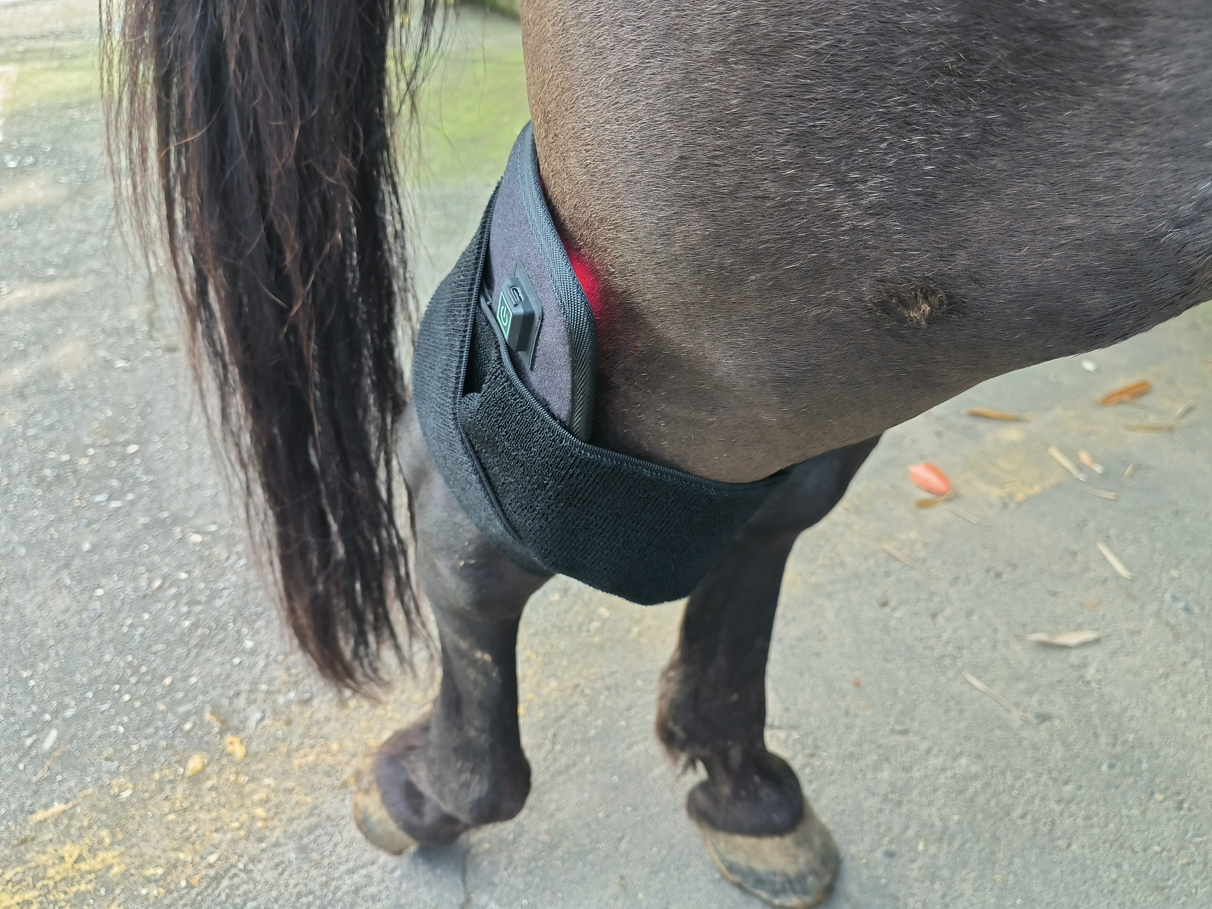 HORSE RED LIGHT THERAPY MAT (BATTERY POWERED)