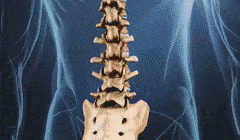 Best Lumbar Vertebrae GIFs | Gfycat