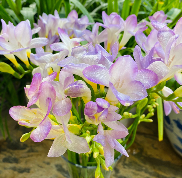 Freesia hybrida Klatt