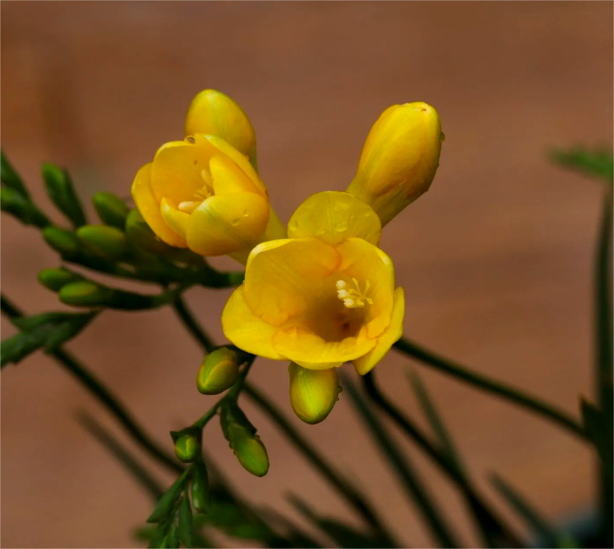 Freesia hybrida Klatt