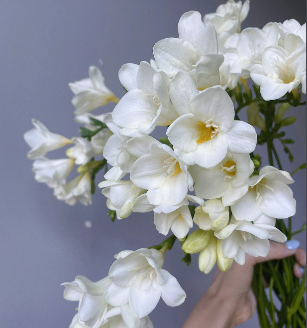 Freesia hybrida Klatt