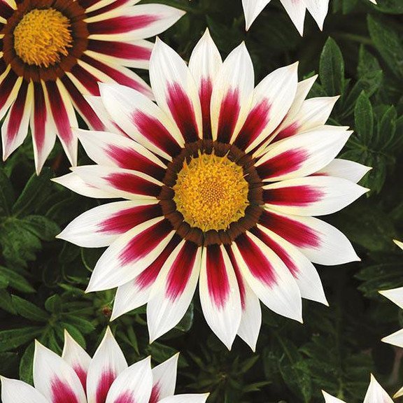 Gazania Seeds – Radiant Blooms for Any Garden!