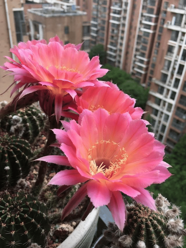 Gymnocalycium Baldianum Flowering Echinopsis Tubiflora Succulent Pot Seeds