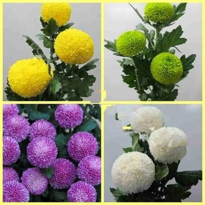 20 colorful ping pong chrysanthemum seeds