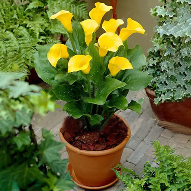 Egrow 50 PCS Calla Lily Seeds Garden Balcony Potted Perennial Flower Seeds Bonsai Ivy Flowers Egrow 50 PCS Calla Lily Seeds Garden Balcony Potted Perennial Flower Seeds Bonsai Ivy Flowers