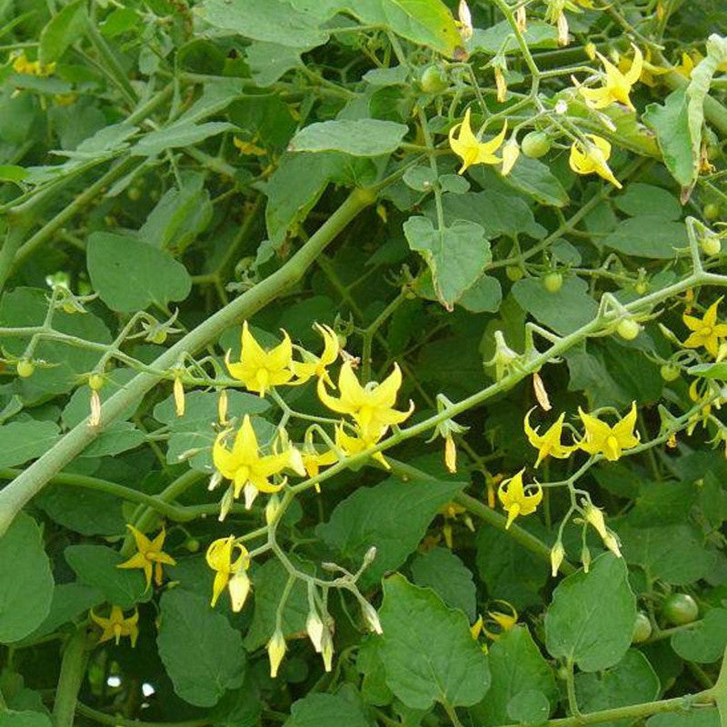 Wild Galapagos Island Tomato