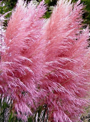 English feather pampas grass seed perennial vanilla pampas grass hardy ornamental grass