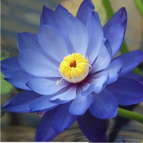 Blue Lotus Seeds, Blue Water Lily, 20pcs/pack