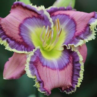 Daylily Hybrid Flowers Seeds, Hemerocallis Hybrid, 20pcs/pack