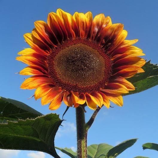 🌻2024 Spring New✨Floren Sunflower Seeds