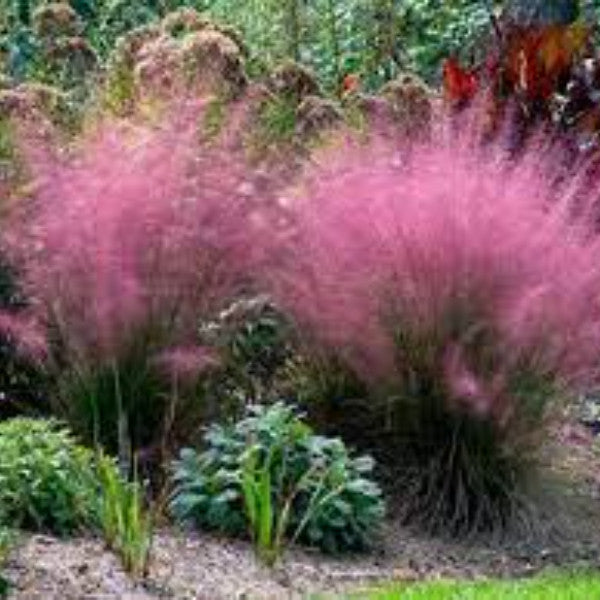 Pink Muhly Grass Seeds 200 Seeds