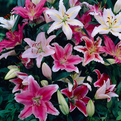 10 Giant Oriental Lilies Mixed