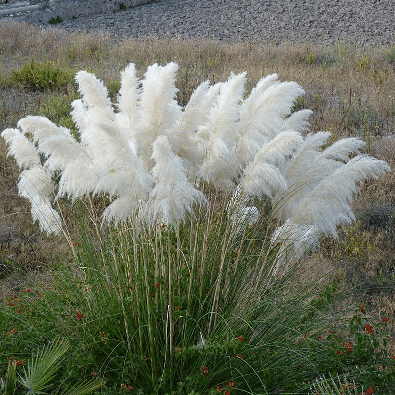 English feather pampas grass seed perennial vanilla pampas grass hardy ornamental grass