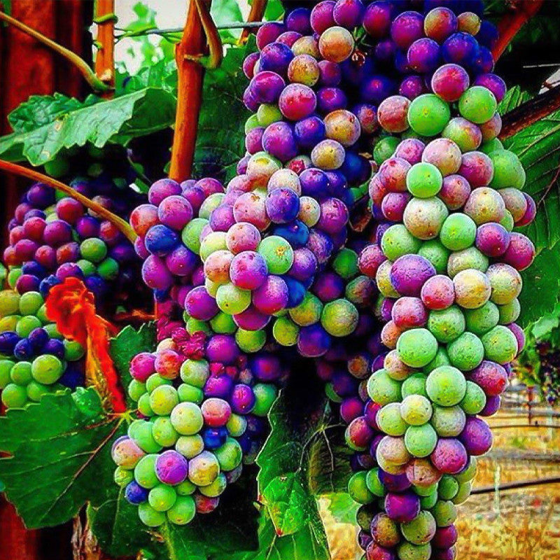 Rare Rainbow Grape Seeds