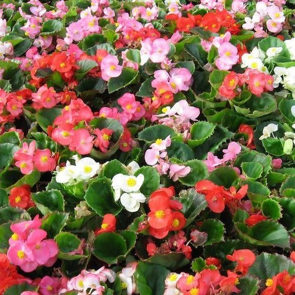 Begonia Super Olympia Mix F1