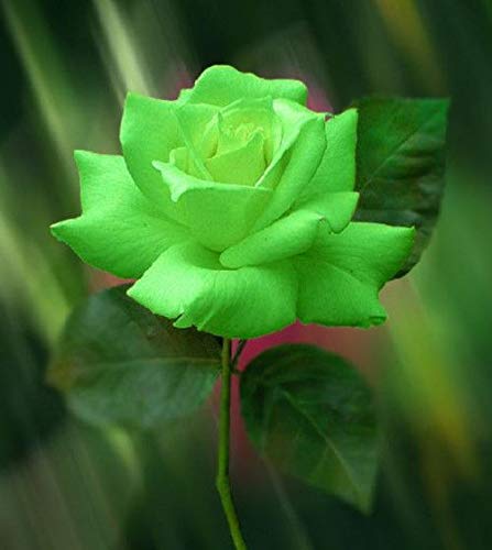 Royal Paradise Garden"Olive Green" Rose Flower Plant Home Garden Plant 1  Grafted Rose Live Plant : Amazon.in: Garden & Outdoors