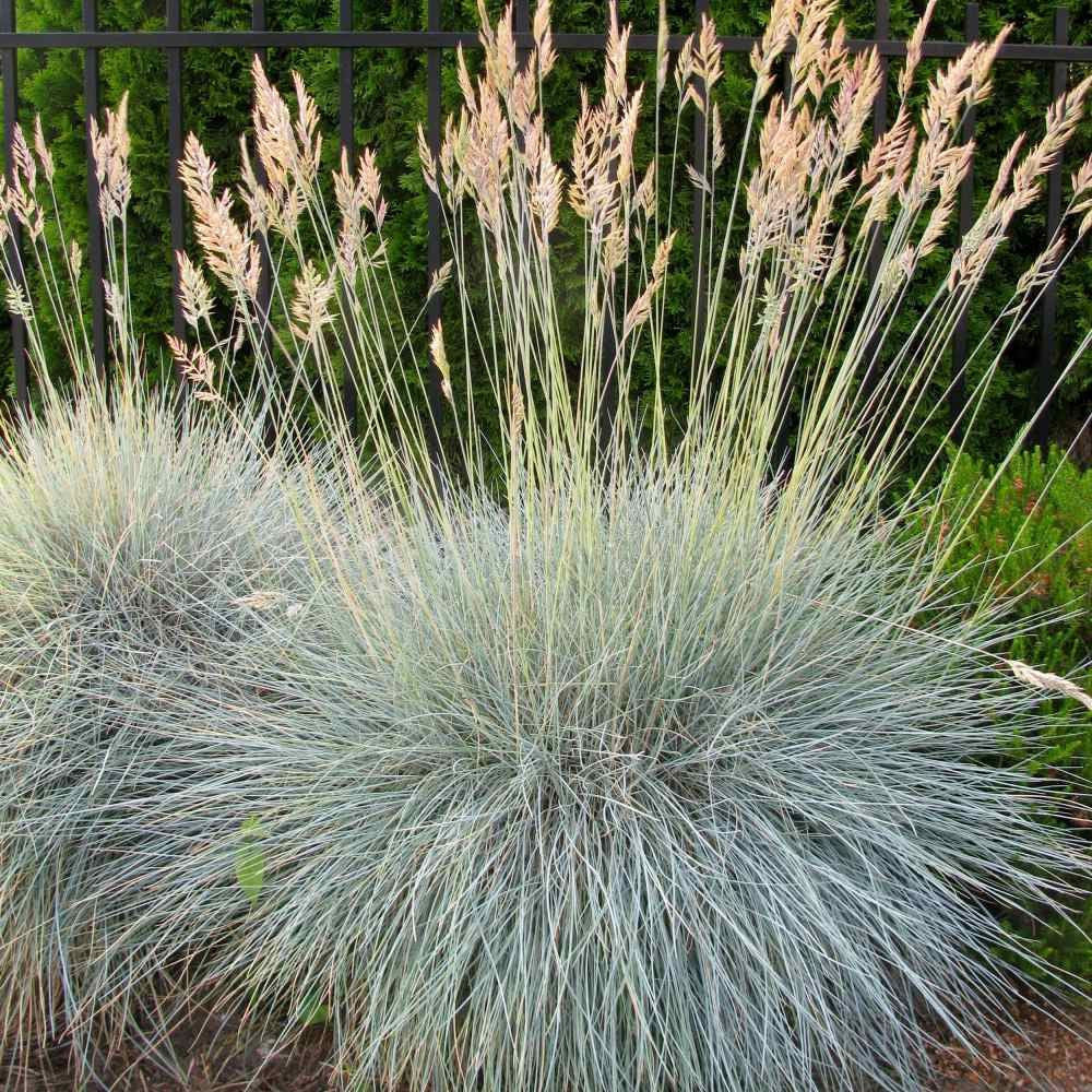 Blue Fescue, Ornamental Grass Seeds