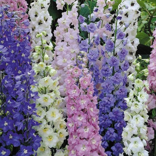 Colorful delphinium