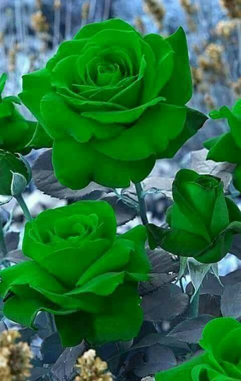 86 Green rose ideas | rose, green rose, beautiful roses