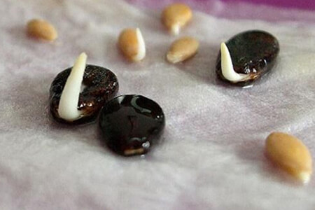 百香果种子什么时候种，用纸巾怎么催芽？ 第3张