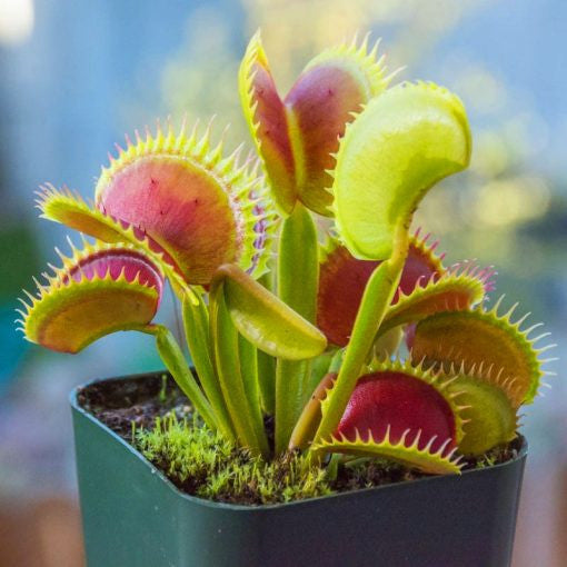 Venus Flytrap Seeds, Insectivorous Plant, Dionaea Muscipula, 100pcs/pack