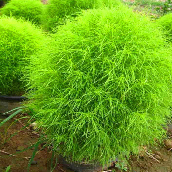 Bonsai Grass Broomsedge seeds 100 pcs hardy plants grass exotic ornamental seeds S016