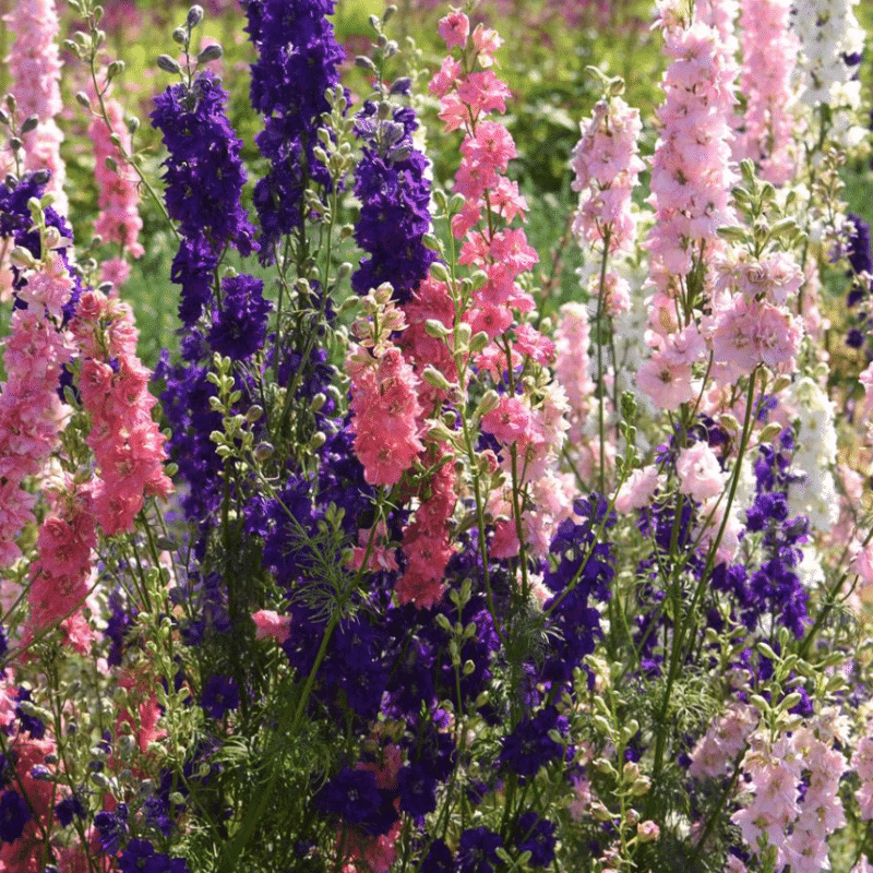 Colorful delphinium
