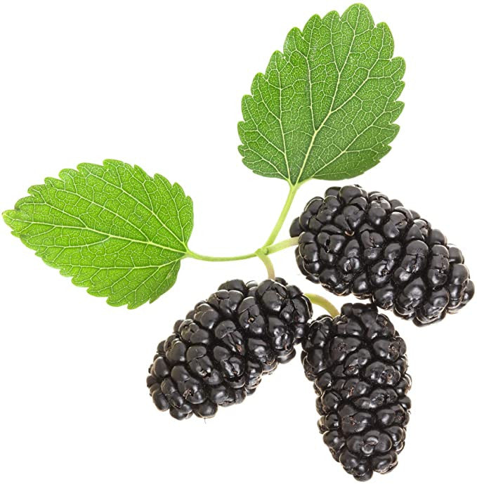Stratified Mulberry Fruit Seeds