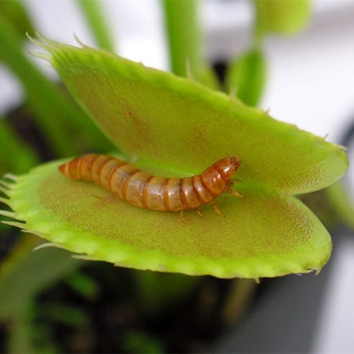 Venus Flytrap Seeds, Insectivorous Plant, Dionaea Muscipula, 100pcs/pack