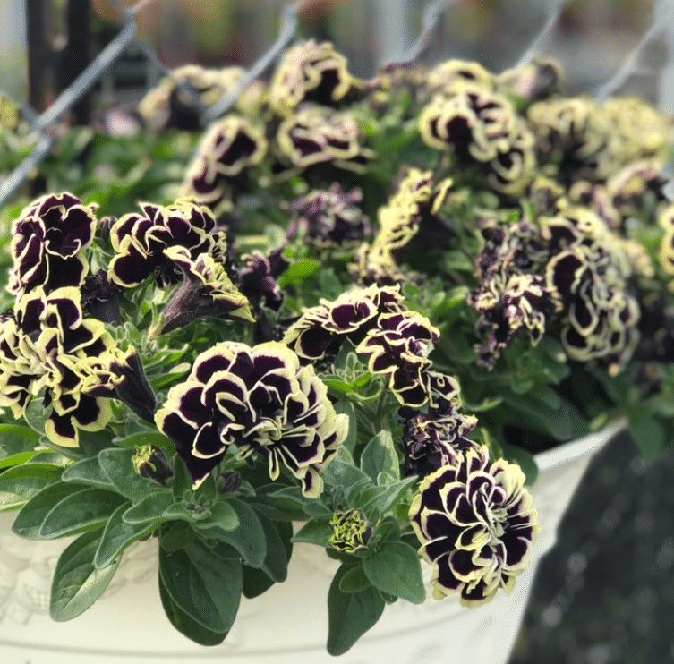 Double Petunia Morning Glory Flower Seeds