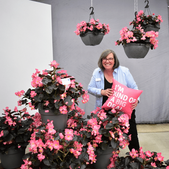 Begonia Super Olympia Mix F1